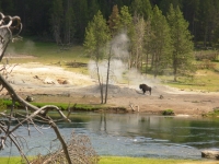 Bison at the geyser